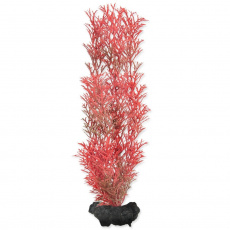 Rostlina Red Foxtail 23cm M